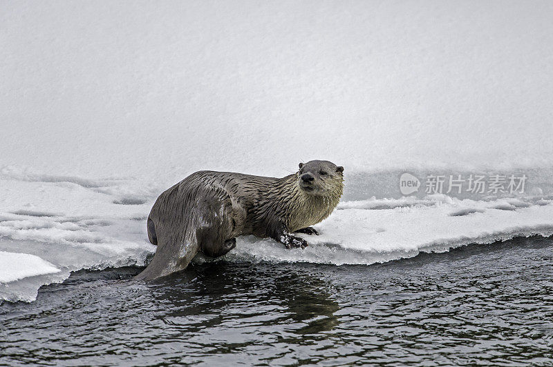 北美水獭，Lontra canadensis，也被称为北方水獭或普通水獭，是北美特有的半水栖哺乳动物。冬天在黄石河边和雪地里玩耍，黄石国家公园